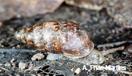 Napaeus vulgaris (Morelet & Drouët, 1857)